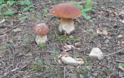 Więcej o: Fotorelacja lipiec