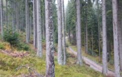 Więcej o: Polowanie zbiorowe 18.10