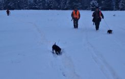 Więcej o: Polowanie zbiorowe 10.01.2026